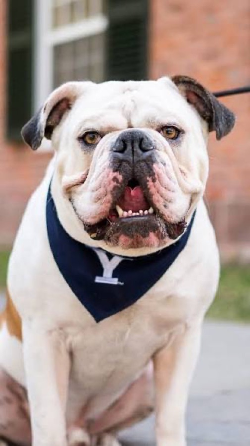 Yale mascot — Handsome Dan